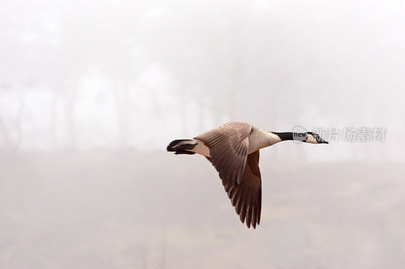 加拿大鹅(Branta canadensis)